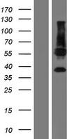 C11orf42 Human Over-expression Lysate