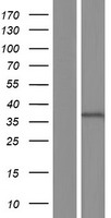 C15ORF26 (CFAP161) Human Over-expression Lysate