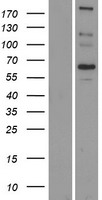 SCARA5 Human Over-expression Lysate