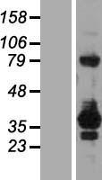 RELL2 Human Over-expression Lysate