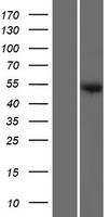 SAMD14 Human Over-expression Lysate
