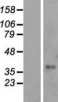 FAM98C Human Over-expression Lysate