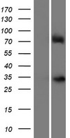 Rex1 (ZFP42) Human Over-expression Lysate