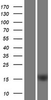C1orf162 Human Over-expression Lysate