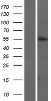 KRT74 Human Over-expression Lysate