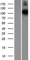 Contactin 1 (CNTN1) Human Over-expression Lysate
