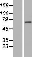 SIX6OS1 (C14orf39) Human Over-expression Lysate