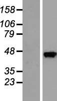 SEC14L3 Human Over-expression Lysate