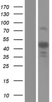 ST3GAL3 Human Over-expression Lysate