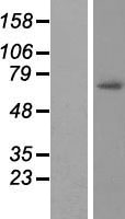 GAS2L3 Human Over-expression Lysate