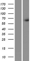 FRMD3 Human Over-expression Lysate