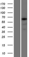 TCERG1L Human Over-expression Lysate