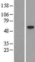 FUT11 Human Over-expression Lysate