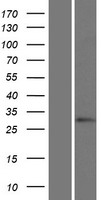 HOXC12 Human Over-expression Lysate
