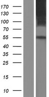SLC41A1 Human Over-expression Lysate