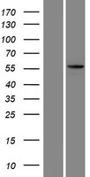 KRT73 Human Over-expression Lysate