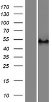 RASGEF1C Human Over-expression Lysate