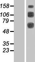 CLEC14A Human Over-expression Lysate