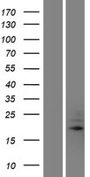 TRAPPC5 Human Over-expression Lysate