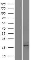 C17orf49 Human Over-expression Lysate