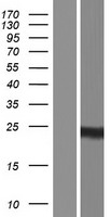 Mimitin (NDUFAF2) Human Over-expression Lysate