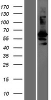 WFIKKN2 Human Over-expression Lysate