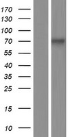 RUNX1T1 Human Over-expression Lysate