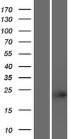 TCF23 Human Over-expression Lysate