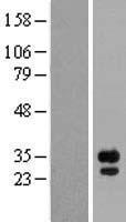 FGF14 Human Over-expression Lysate