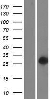 C16orf54 Human Over-expression Lysate