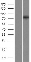 EXOC8 Human Over-expression Lysate
