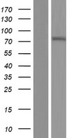 ZNF792 Human Over-expression Lysate