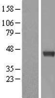 DNMT3L Human Over-expression Lysate