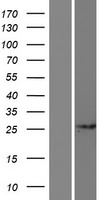 CCDC71L Human Over-expression Lysate