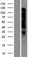 OR7D2 Human Over-expression Lysate