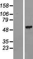 FAM151A Human Over-expression Lysate