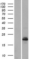 BHLHA15 Human Over-expression Lysate