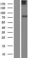 AGO3 Human Over-expression Lysate