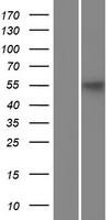KLC3 Human Over-expression Lysate
