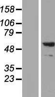 SYT2 Human Over-expression Lysate