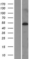 MIDN Human Over-expression Lysate
