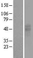 GPR86 (P2RY13) Human Over-expression Lysate