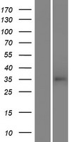 TAS2R46 Human Over-expression Lysate
