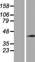 MRPL43 Human Over-expression Lysate