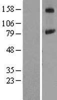 PIGN Human Over-expression Lysate