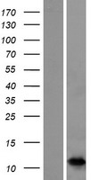 NICE2 (S100A7A) Human Over-expression Lysate