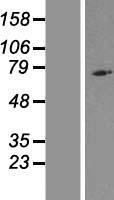 NLRP10 Human Over-expression Lysate