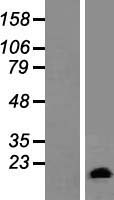 GATC Human Over-expression Lysate