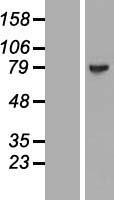 MAGED4B Human Over-expression Lysate