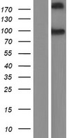 Cadherin like 26 (CDH26) Human Over-expression Lysate
